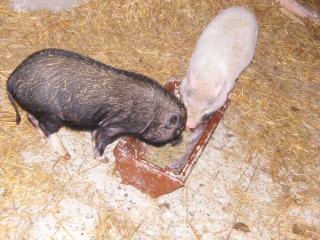 Zwei Mini Schweineber suchen ein neues zu Hause