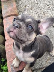 Französische bulldogge welpe