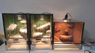 Terrarien Geckos Spinnen