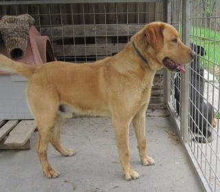 Vivaldi - hübscher Labrador-Hundebub sucht ein liebevolles Zuhause