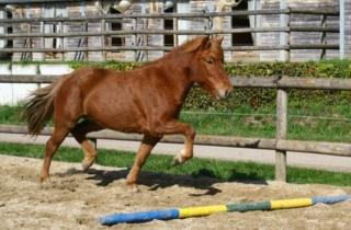 Reitbeteiligung auf Isländer Stute