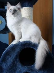 RAGDOLL Lady in BLUE MITTED und BOY in LILAC COLOURPOINT beide 7 Monate al