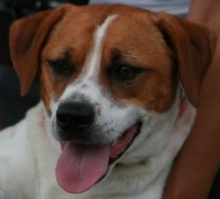 Sammy ein treuer Freund und Begleiter