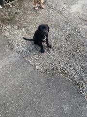 Cane corso