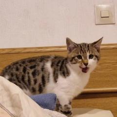 Bengalmixbabys suchen ein zuhause