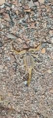 Leiurus quinquestriatus - Gelber Mittelmeerskorpion