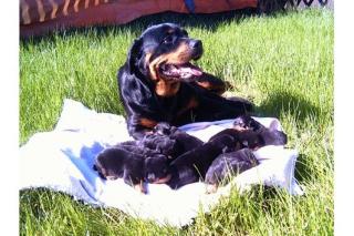 Reinrassige Rottweiler Welpen