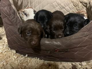 Labrador x Golden Retriever Welpen zu verkaufen