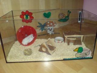 Dschungarischer Zweghamster Terrarium in liebevolle Hände abzugeben