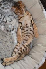 Bengal Kater Kitten sofort zur Abgabe