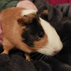 OSKAR - Meerschweinchen - männlich 16. 09. 2024 Glatthaar Kastriert