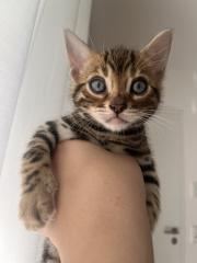 4 zuckersüße Bengal Kitten