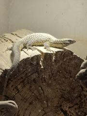 Stachelschwanz Waran Männlich Yellow Ackie mit Terrarium