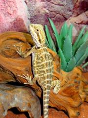 0. 1 weibliche Bartagame - 5 Monate alt Weibchen Pogona vitticeps
