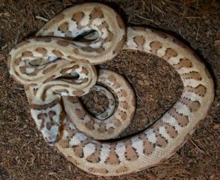 TEPPICHPYTHON HYPO JAGUAR UND SIBLINGS AUS 2021