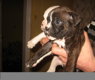 Boxer Welpen CHANCE