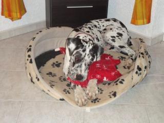 Liebevoller dt. Doggenrüde 2Jahre