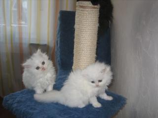 Kleine, Weiße Angora-Perser Katze zu verkaufen