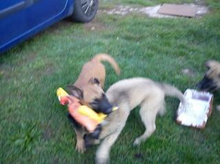 Belgischer Schäferhund