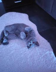 Bkh katze grau liebevoll