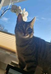 Katze vermisst