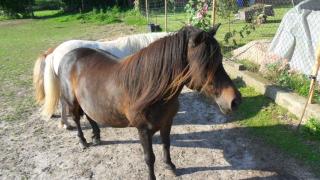 Verkaufe schwarz/ braune Shetlandstute