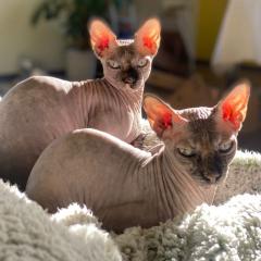 LUCI und Lilli - Canadian Sphynx, weiblich, 7Jahre, Gechipt, Kastriert