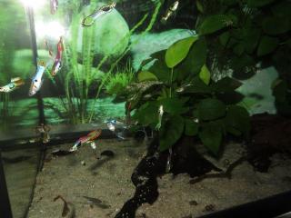Endler Guppy Japan Blue u. a. Farbformen