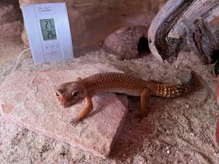Erwachsene Leopard Gecko Dame