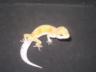 Leopardgeckos