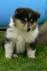 Bezaubernde tricolour COLLIEWELPEN . VDH/FCI. aus langjähriger erfolgreich