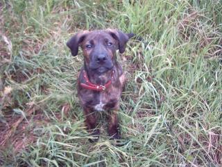 Labrador-Boxer Mix