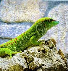 Madagaskar Taggecko Männchen