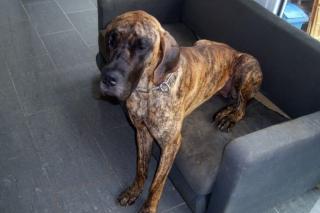 Deutsche dogge hündin