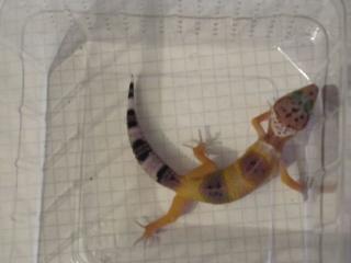 Leopardgecko-Babys abzugeben