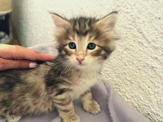 Reinrassige Norwegerkitten mit Ahnentafel