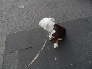 Niedlichen gut aussehender Mops Welpe sucht ein neues Zuhause