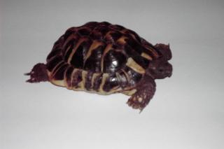Männliche griechische Landschildkröte