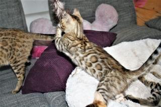 Bengal Kitten mit viel Glitter aus liebevoller Hobbyzucht suchen ein neues Zuhau