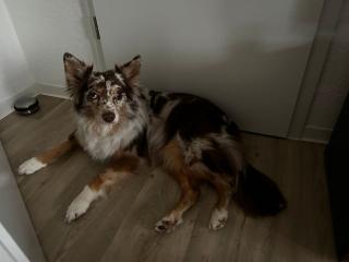 Australian Shepherd rüde reinrassig