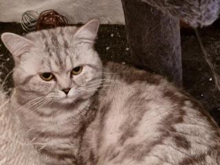 Bkh Deckkater Black Silber Tabby classic