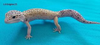 3. 1 Leopardgeckos versch. Morphs