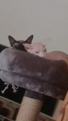Canadien Sphinx suchen neues Zuhause