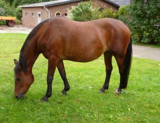 Endmaßpony Welshmix 1, 50m, Stute 19 Jahre aus Zeitgründen abzugeben