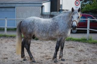 Reitbeteiligung auf Percheron Mix