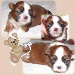 Shih-Tzu