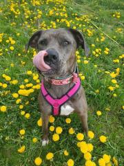 Deutsche Dogge - weiblich - Peanut
