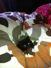 Schwarze kleine baby Katze