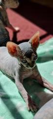 Reinrassige Canadian Sphynx Katzenbabys