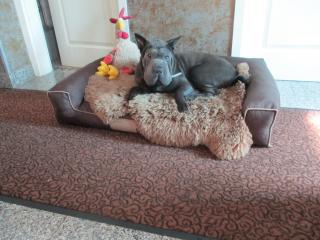 Shar-Pei Hündin 11 Monate